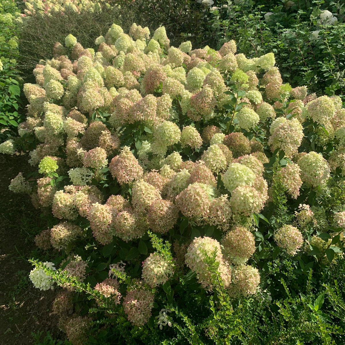 Hydrangea - paniculata - Pixio